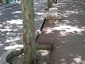 Itinerario de peatones: Accesible. Correctamente pavimentado. Falta protección en los alcorques. 